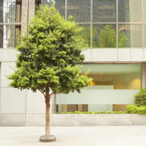 tree in city sidewalk