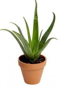 aloe vera