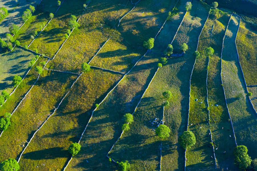 Leaf Close Up