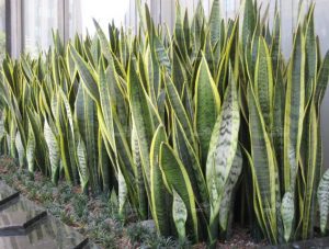 snake plant sansevieria trifasciata laurentii