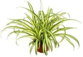 spider-plant-chlorophytum-comosum