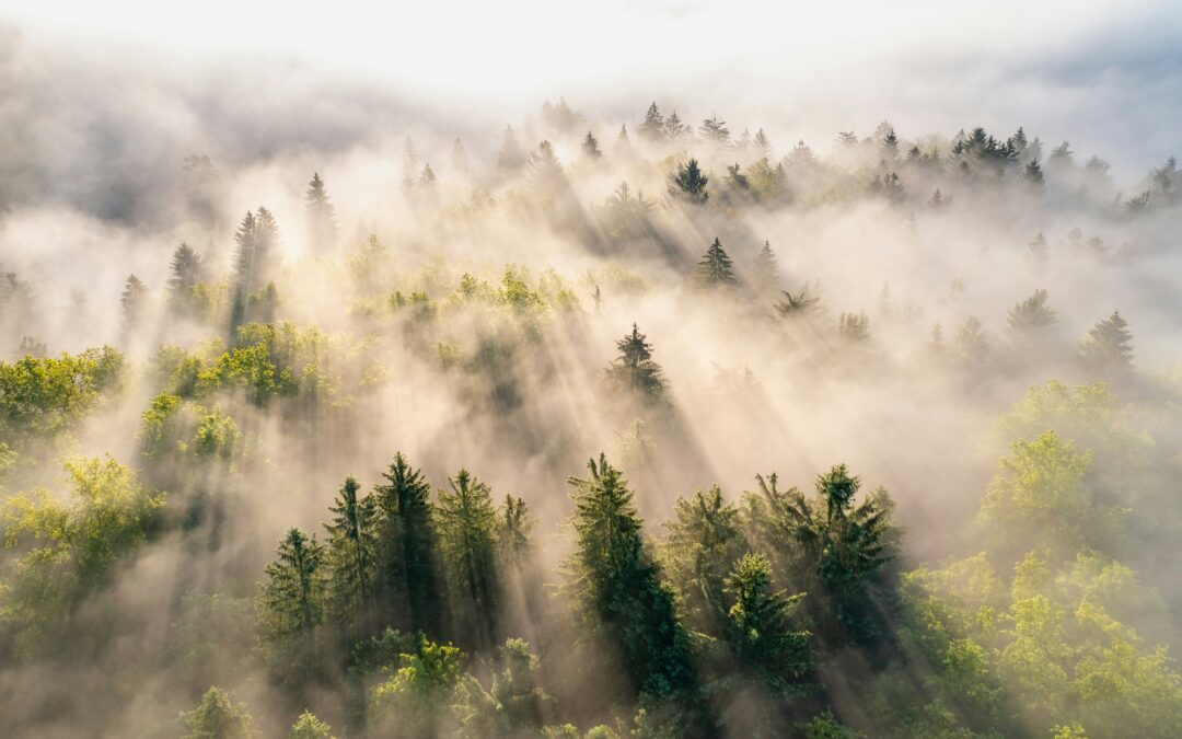 Protected: Sustainability