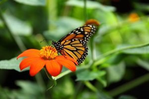 animal-beautiful-monarch-butterfly
