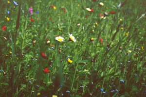 wildflowers