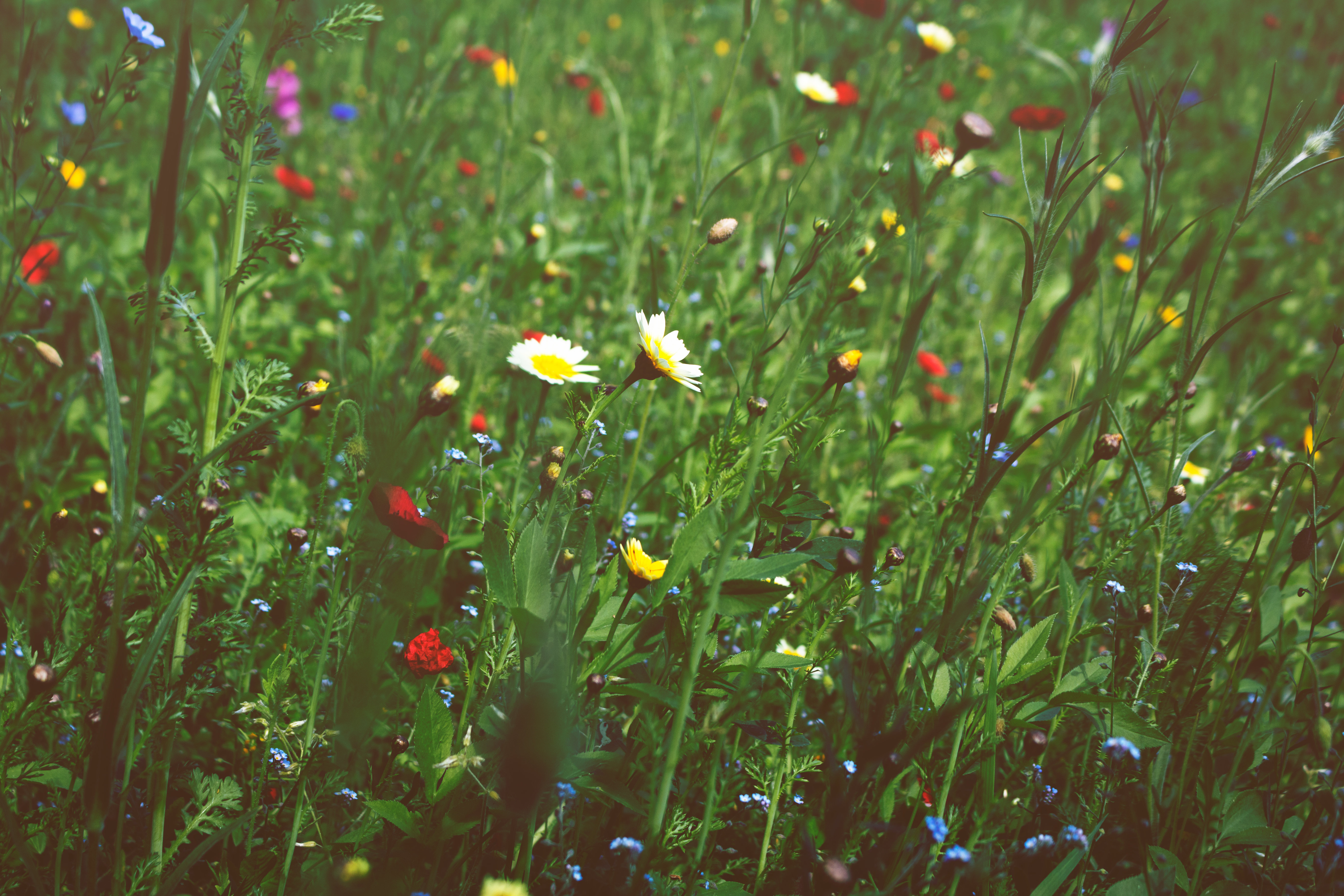 wildflowers